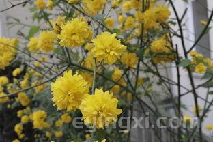烟草专卖许可证怎么办理程序，烟草专卖许可证申请与办理程序规定