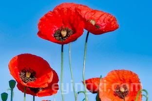 开茶叶店怎样,开茶叶店怎样换客户