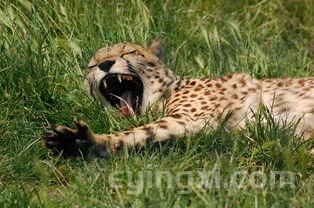 中华香烟价格表图,中支金中华香烟价格表图