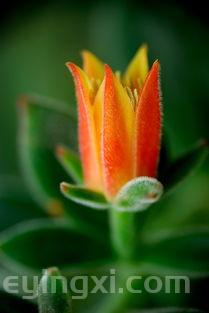 关于熊猫香烟价格表的信息