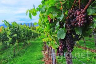 智利荣登全球葡萄酒出口榜第五名