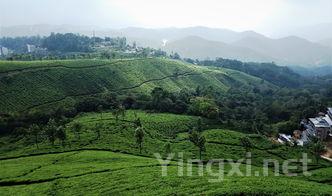 那山茶叶价格，那山茶叶