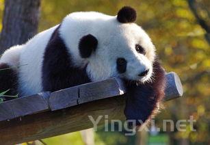 熊猫香烟，熊猫香烟中支