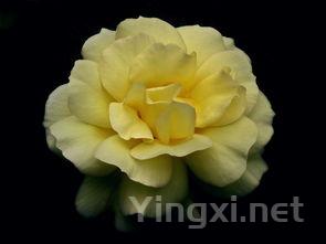 茶叶盘花，茶叶盘子