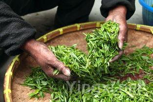 新茶叶多久才能喝，新茶多久可以放冰箱