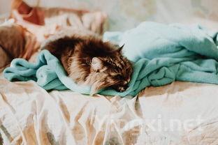 猫尿味道很大吗，猫尿味是什么味