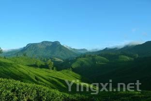 云茶源旅游景区，云起茶叶