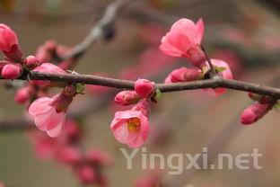 花与酒歌词表达了什么，花与酒什么意思