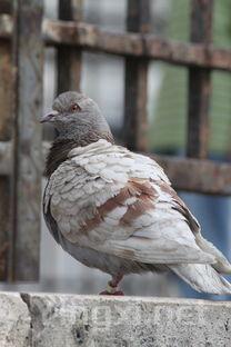 法国灰雁什么档次,法国灰鸽