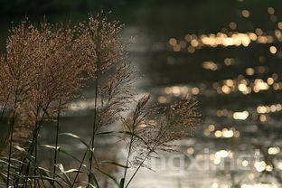 卖茶叶话术经典语句爷爷年纪大了,卖茶叶的话术