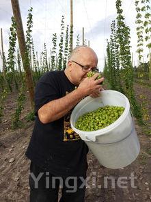 啤酒什么做的,啤酒用什么酿制