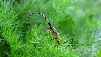 上竹下氏是什么字，上竹茶叶