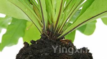 茶叶碱,茶叶碱性排行