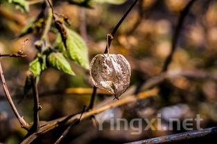 茶叶稀土检测,茶叶中的稀土元素