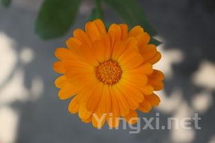 银杏茶叶的功效与作用,银杏茶叶的功效与作用是什么