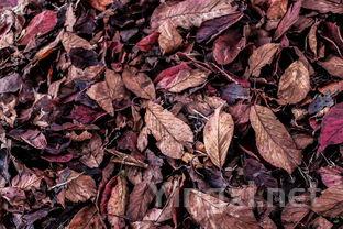 茶叶有小绒毛,茶叶有小绒毛是假的吗