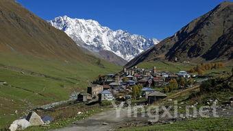 雪山茶叶多少钱一斤,雪山茶叶