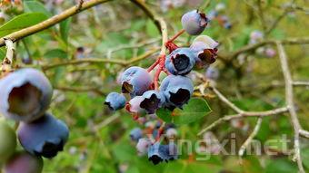 七大茶叶,九大茶叶