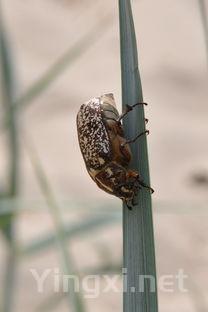 冬虫夏草香烟细支多少一包的简单介绍