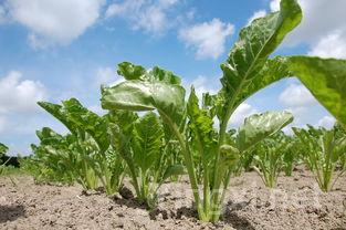 茶叶外形的专业术语,茶叶外形种类