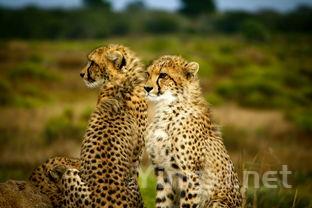 什么豹啤酒,豹子是什么酒