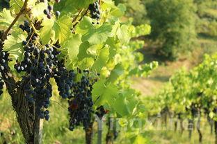 不同葡萄品种对葡萄酒风味的影响