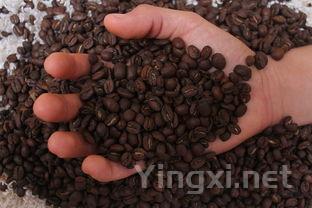 啤酒的香气与风味物质解析