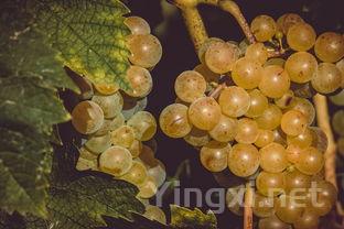 葡萄酒单宁大揭秘：一探酒中灵魂奥秘！