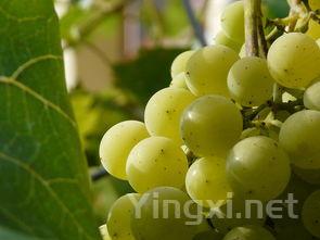 葡萄酒的葡萄种植技术有哪些?