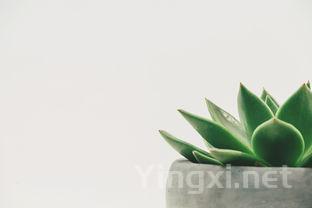 茅台定位非奢华，高端白酒涨价需遏制