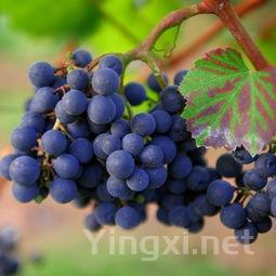 葡萄酒常见的异常情况解析，是否仍适宜品尝？