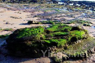 北罗纳河谷最大的葡萄酒产区——克罗兹-埃米塔日