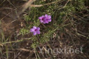 冷气候葡萄酒大观：香宝馨与白威代尔的传奇