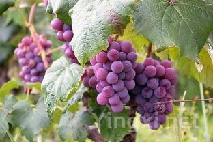 梵蒂冈教皇规定,圣餐酒必须使用“自然葡萄酒”