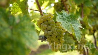 罕见珍品！马德拉九大酿酒葡萄大盘点