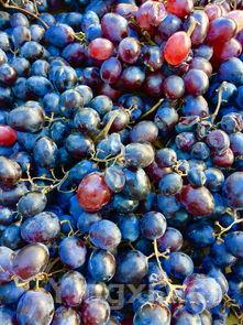 酿酒葡萄又甜又多汁?但是不是每个人都可以吃?