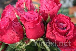 优质葡萄白诗南：全面展现其卓越风采