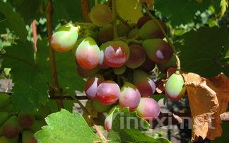 葡萄品种中的贵族——美乐