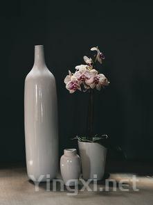 探索葡萄酒瓶的奇异世界:魅力无限