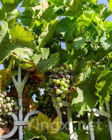 夏日炎炎，守护葡萄酒的清凉秘诀！