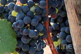 深入探索葡萄酒中酵母的奥秘，学术视野全面解读