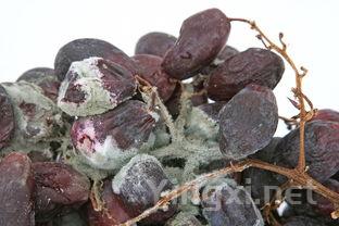 揭秘葡萄酒与氧气的微妙关系:全方位解读