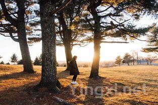 绵柔苏酒风潮：引领白酒市场新潮流