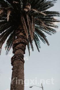 葡萄园新评级体系引领风尚