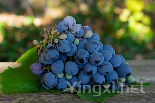 卢瓦尔河谷产区：葡萄酒的秘密花园