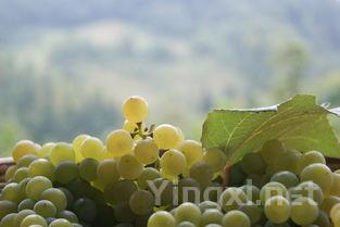 世界顶级葡萄品种：产区大比拼与风味盛宴