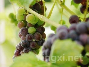 维欧尼葡萄：品种特性与独特风味探秘