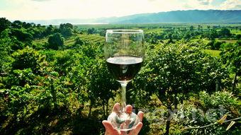 葡萄酒存储之道：卧放还是竖放，专家为你解惑！