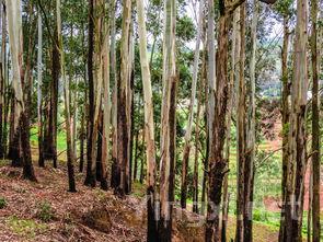 品味白葡萄的五种风情:鉴别指南大公开