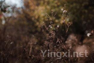 乐朗葡萄酒成都招商大获全胜，糖酒会现场人气爆棚